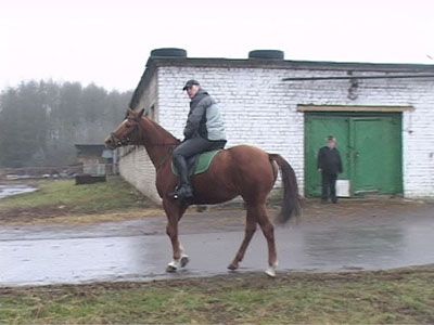 Почему лошади мучаются от жажды?