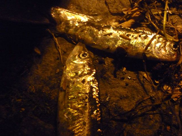 P1070149.JPG