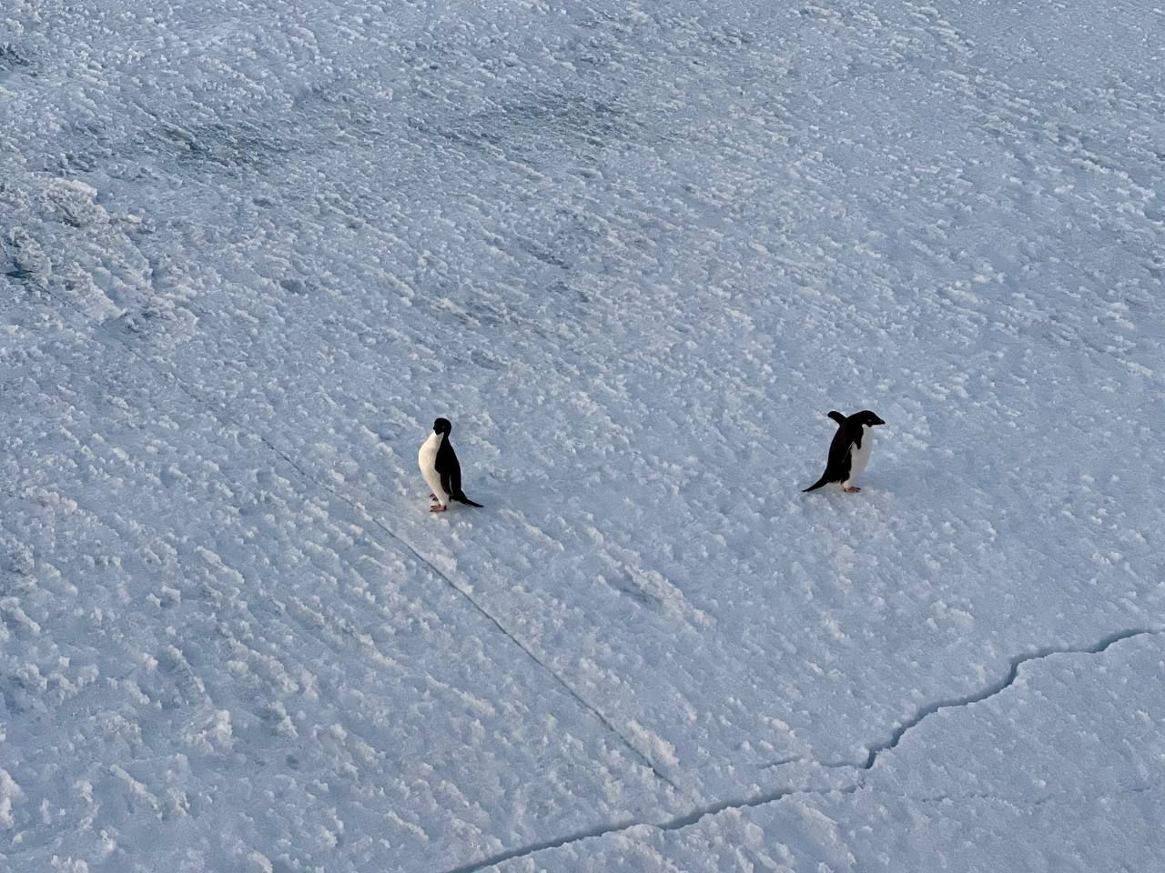 пингвины МТС