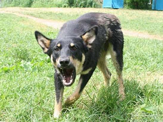 В Орле бродячая собака напала на трехлетнего ребенка