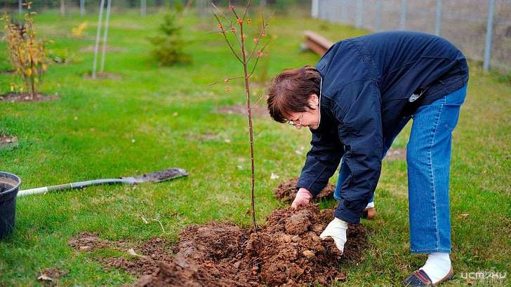 В Орле продолжится высадка деревьев