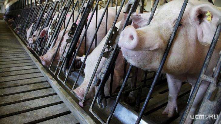 Агрофирму «Маслово» обязали снести свинарник под Орлом