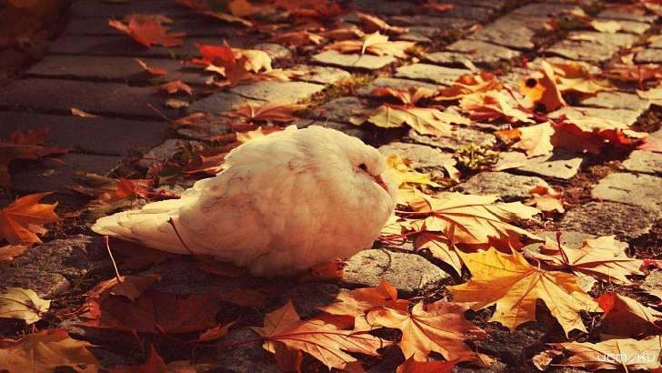 В Орел потихонечку возвращаются холодные деньки