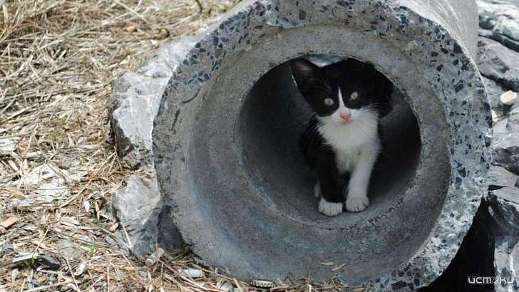 Орловских спасателей поблагодарили за котенка