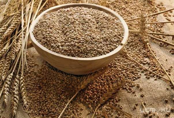 Наши соседи куряне на сегодняшний день занимают первое место в ЦФО по валовому сбору зерна и второе - в России по урожайности