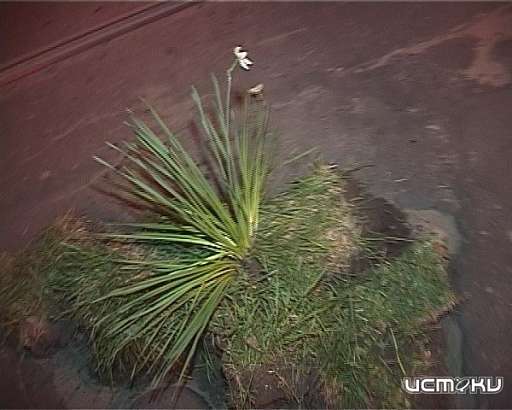 Цветы и траву посадили в... дорожные ямы