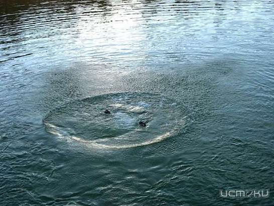 В Орле на озере «Светлая жизнь» утонул мужчина