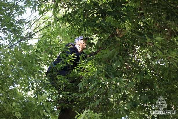 В Орле за сутки спасли из западни котёнка и собаку