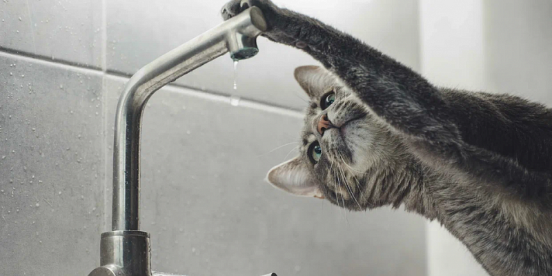 горячая вода отключение горячей воды Информация об отключениях горячей воды в Орле