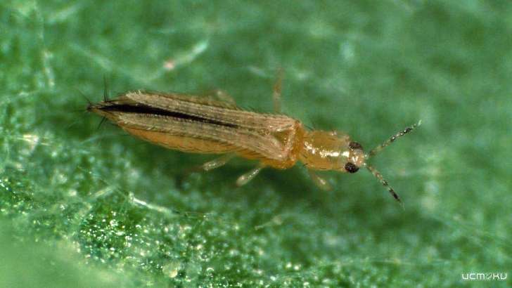 В Орле в теплицах «Зеленстроя» нашли карантинный организм