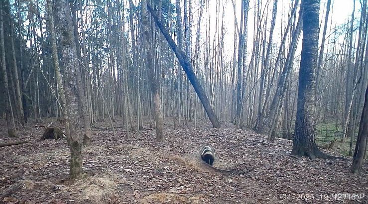 Барсуки-чистюли из «Орловского полесья» дают мастер-класс по уборке в лесу