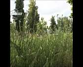 «Спецавтобаза» не справляется с вывозом мусора, а в Орле потратили 10 млн на расчистку несуществующего снега. Новости за 90 секунд