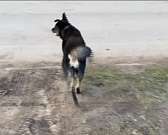 Извечный спор, которому похоже нет конца. Что делать с растущим числом бездомных животных и как призвать к порядку владельцев четвероногих? Ответы на ...