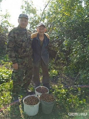 Орловчанам предлагают собирать желуди, чтобы сохранить лес