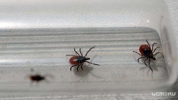 В Роспотребнадзоре подвели итоги сезона активности клещей на Орловщине 