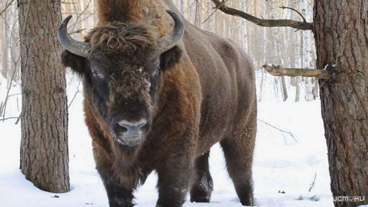 От диких зубров до RuTube: чего россияне не знают об Орловщине