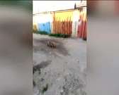 Лисы снова в городе: орловчанин снял на видео рыжую хищницу