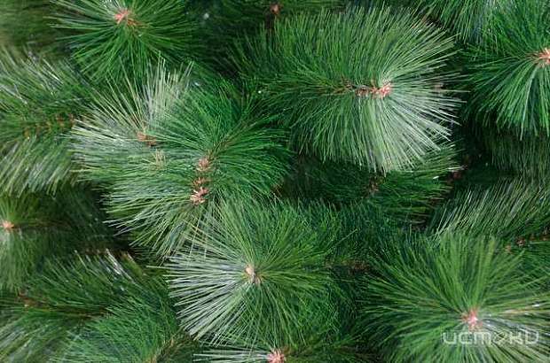 Орловские елки отправились в Москву