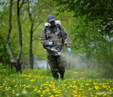 В Орле Городской парк закроют для обработки от клещей