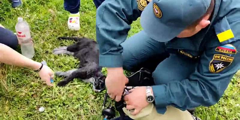 В Орле на ул. Полесской в квартире едва не сгорел кот