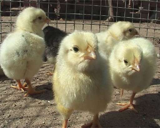 Цыпленок — мутант из поселка Хардиково