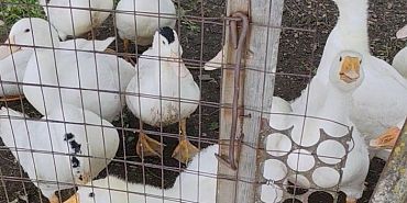 Россельхознадзор Жителю Орловской области запретили продажу птиц без документов