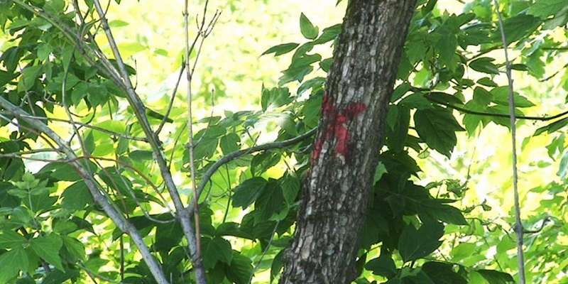 В Орле подсчитывают, скольких деревьев лишится парк Победы