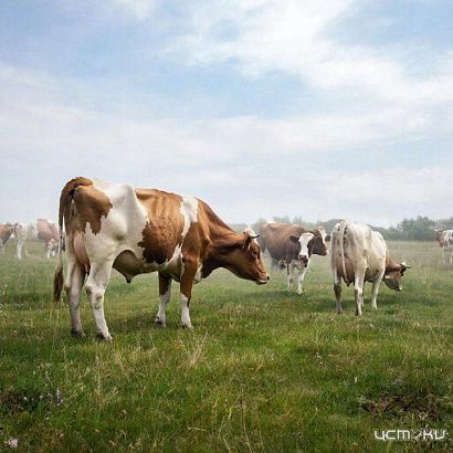 Почти детектив. После исчезновения коров в орловском хозяйстве иск к экс‑директору затормозили в суде