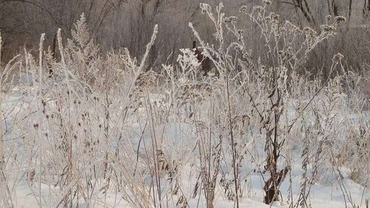 Под Ливнами на Орловщине оштрафовали завод за свалку и сорняки