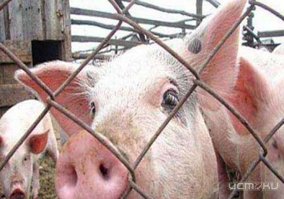  В Болховском районе вновь выявлен вирус АЧС