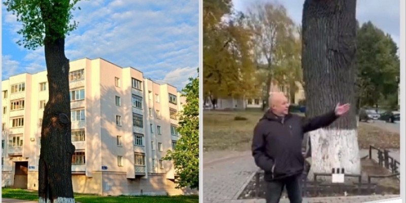 Дуб на Бульваре Победы в Орле восстанавливается, но потерял свое ограждение