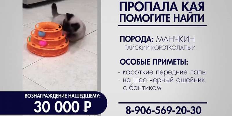 Помогите найти! Пропала кошка по кличке Кая!