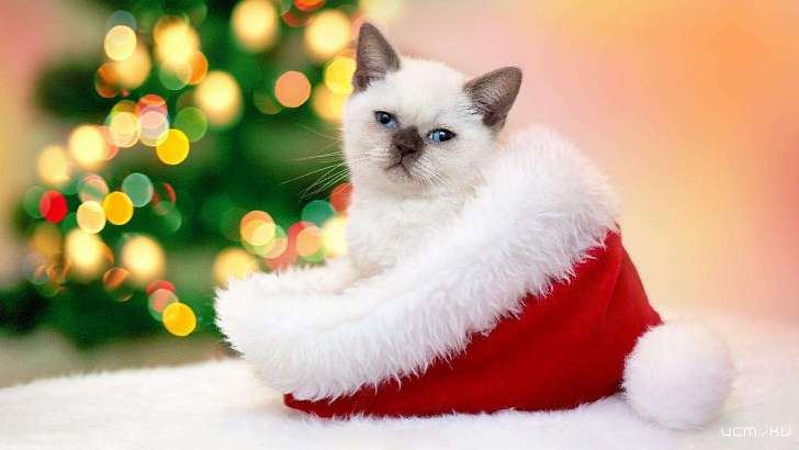 +5 °C в середине декабря: четверг в Орле будет теплым и сухим