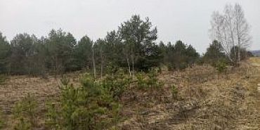 Россельхознадзор Зарастание сорняками  Россельхознадзор выявил зарастание сельхозземель в Орловской области