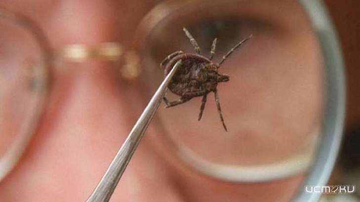 Четверо орловчан стали жертвами нападения клещей