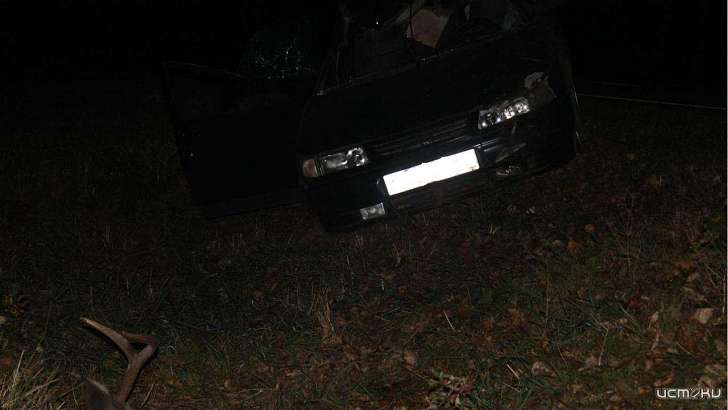 Водитель легковушки насмерть сбил лося на Орловщине