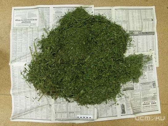 У жителя Орловской области нашли 126 граммов марихуаны 