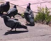 Новости за 90 секунд: на предстоящих выходных некоторые трамваи изменят свой маршрут, орловские голуби примут участие в общероссийской эстафете, а пла...