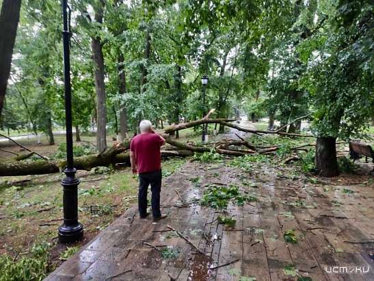 Орёл продолжают избавлять от опасных аварийных деревьев