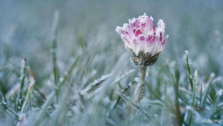 Аномальный май: в Орловской области вновь ударят заморозки