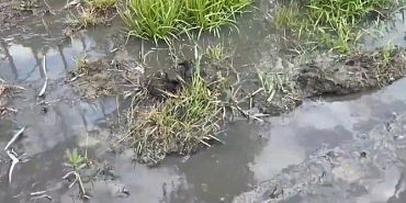 Новосильское шоссе в Орле превратилось в "фекальную реку"