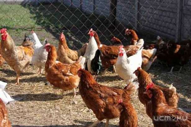 Варианты кормления домашней птицы