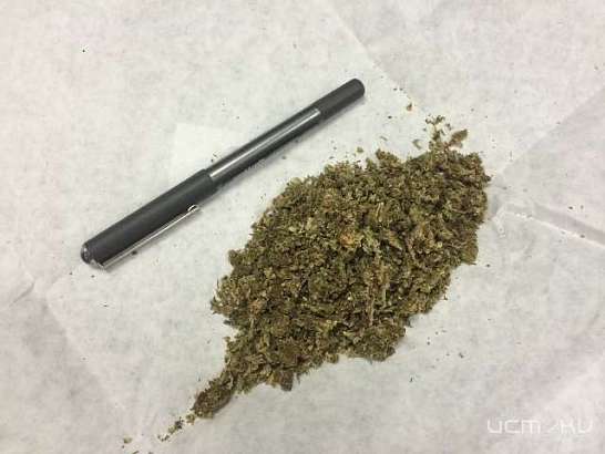 Полицейские нашли у жителя Урицкого района марихуану