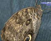 Бабочки из разных уголков планеты на время поселились в Орле