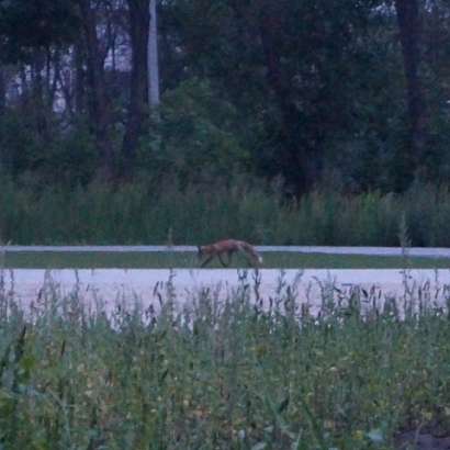 В парке "Дворянское гнездо" гуляют лисы 