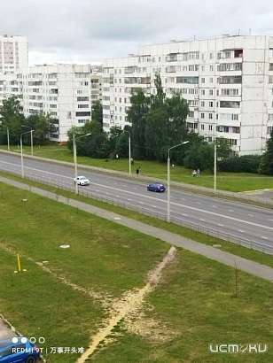 Жители ул. Раздольная в Орле страдают от нападок бродячих собак