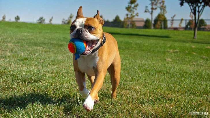 В Орле семилетний ребенок пропал на прогулке с собакой