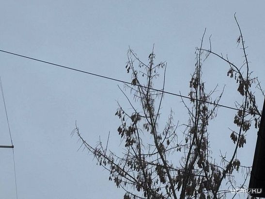 За ночь над Орловщиной сбили 9 беспилотников