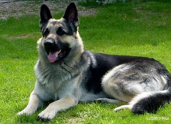 Забор не преграда: жительницу Ливен едва не растерзала соседская овчарка