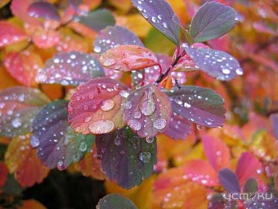 Воскресенье обещает быть пасмурным и дождливым